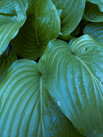 Green leaf close up. Natural texture.の写真素材