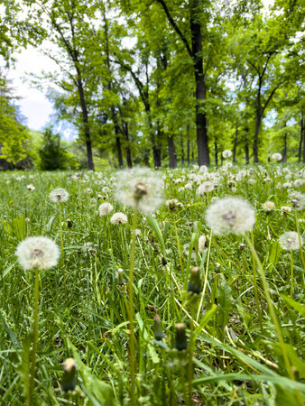 white dandelions on a background of trees.の写真素材