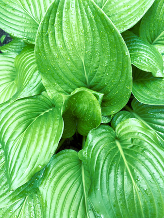 Green leaf close up. Natural texture.の写真素材