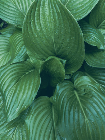 Green leaf close up. Natural texture.の写真素材