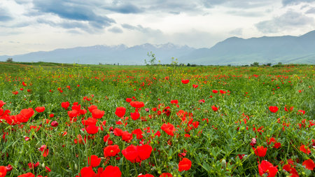 Beautiful flowers of red poppies in the mountains.の写真素材