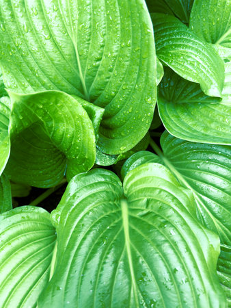 Green leaf close up. Natural texture.の写真素材