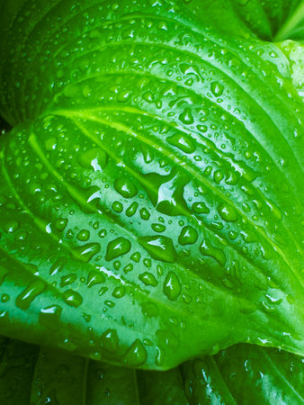 Green leaf close up. Natural texture.の写真素材