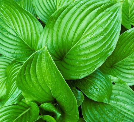 Green leaf close up. Natural texture.の写真素材