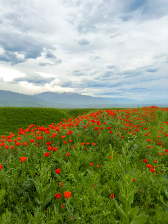 Beautiful flowers of red poppies in the mountains.の写真素材