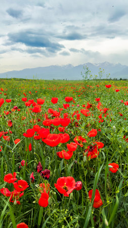 Beautiful flowers of red poppies in the mountains.の写真素材
