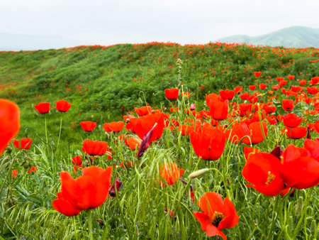 Beautiful flowers of red poppies in the mountains.の写真素材