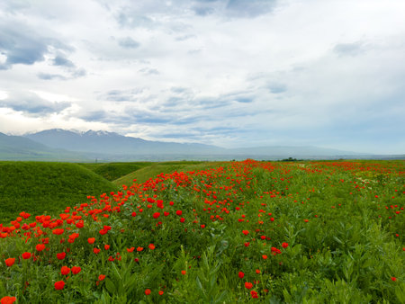 Beautiful flowers of red poppies in the mountains.の写真素材