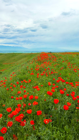 Beautiful flowers of red poppies in the mountains.の写真素材
