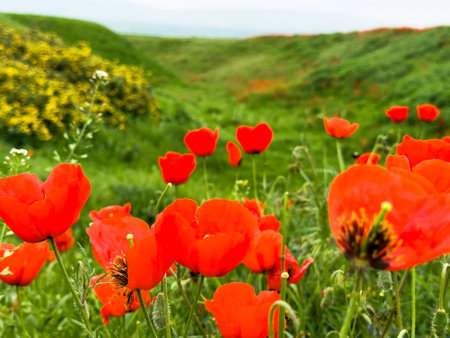 Beautiful flowers of red poppies in the mountains.の写真素材