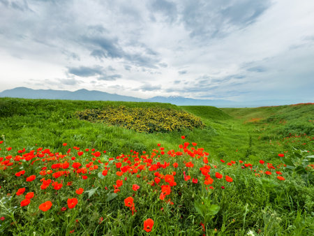 Beautiful flowers of red poppies in the mountains.の写真素材
