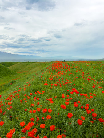 Beautiful flowers of red poppies in the mountains.の写真素材