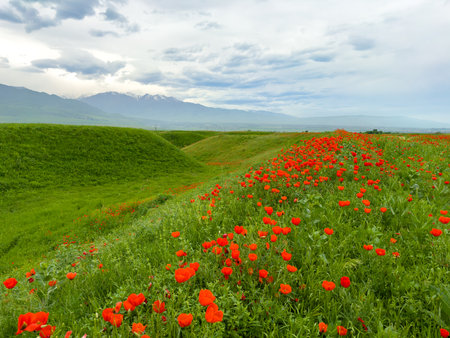 Beautiful flowers of red poppies in the mountains.の写真素材