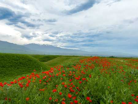 Beautiful flowers of red poppies in the mountains.の写真素材