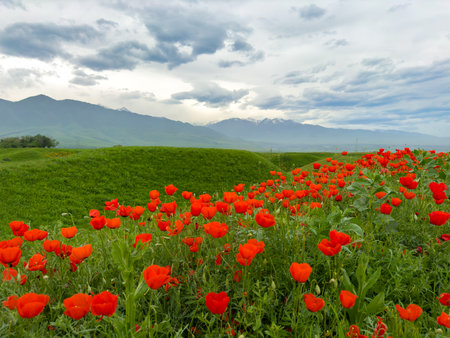 Beautiful flowers of red poppies in the mountains.の写真素材