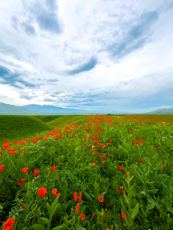 Beautiful flowers of red poppies in the mountains.の写真素材