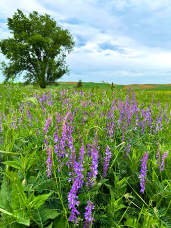 Pea flowers Vicia tenuifolia Roth against a mountain landscape.の写真素材