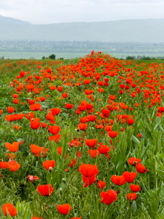 Beautiful flowers of red poppies in the mountains.の写真素材