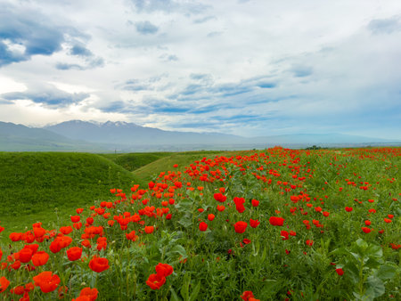 Beautiful flowers of red poppies in the mountains.の写真素材