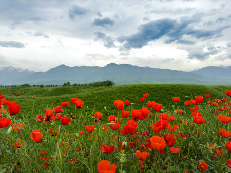 Poppy field in the mountains against a dramatic sky. Kyrgyzstan.の写真素材