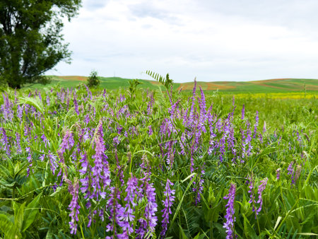 Pea flowers Vicia tenuifolia Roth against a mountain landscape.の写真素材