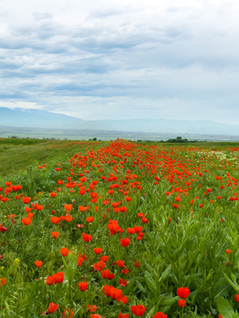 Beautiful flowers of red poppies in the mountains.の写真素材