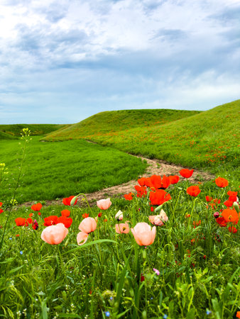 Beautiful flowers of red and pink poppies in the hilly mountains.の写真素材
