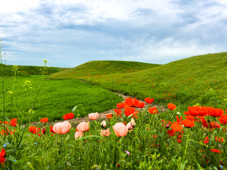 Beautiful flowers of red and pink poppies in the hilly mountains.の写真素材