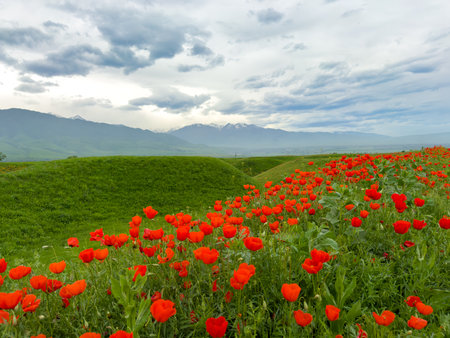 Beautiful flowers of red poppies in the mountains.の写真素材