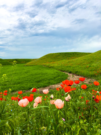 Beautiful flowers of red and pink poppies in the hilly mountains.の写真素材