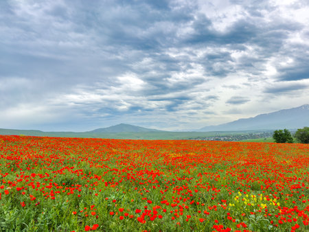 Beautiful flowers of red poppies in the mountains.の写真素材