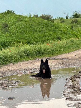 A black dog lies in a dirty puddle against the backdrop of a spring landscape.の写真素材