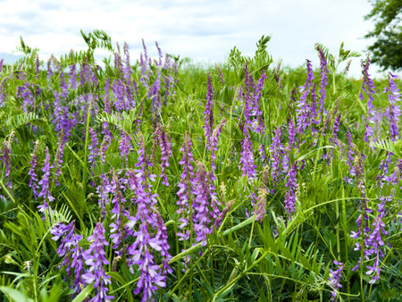 Pea flowers Vicia tenuifolia Roth against a mountain landscape.の写真素材
