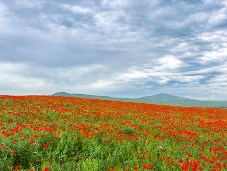 Beautiful flowers of red poppies in the mountains.の写真素材