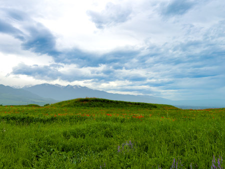 Green grass on a field in spring. Beautiful landscape.の写真素材