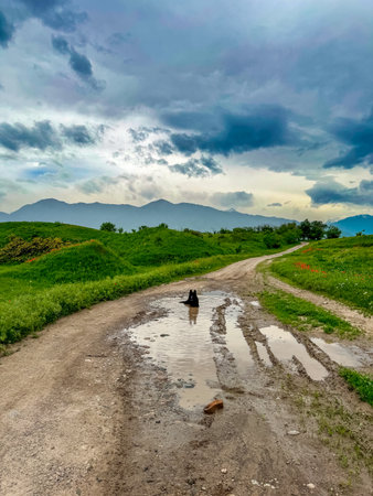 A black dog lies in a dirty puddle against the backdrop of a spring landscape.の写真素材