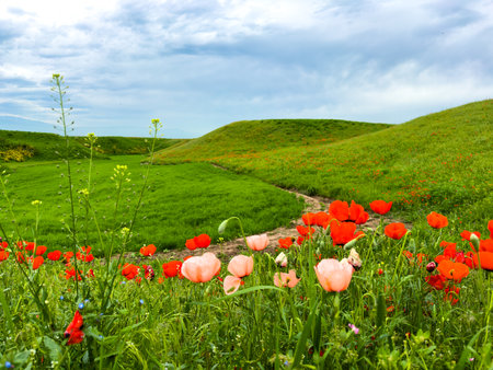 Beautiful flowers of red and pink poppies in the hilly mountains.の写真素材