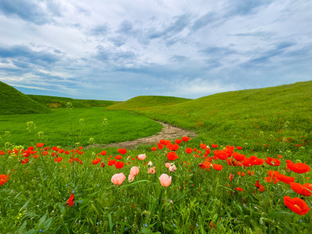 Beautiful flowers of red and pink poppies in the hilly mountains.の写真素材