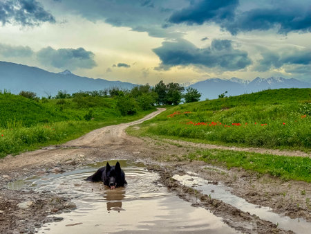 A black dog lies in a dirty puddle against the backdrop of a spring landscape.の写真素材