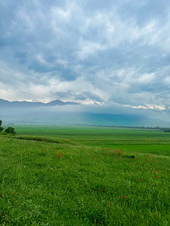 Green grass on a field in spring. Beautiful landscape.の写真素材