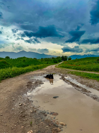 A black dog lies in a dirty puddle against the backdrop of a spring landscape.の写真素材