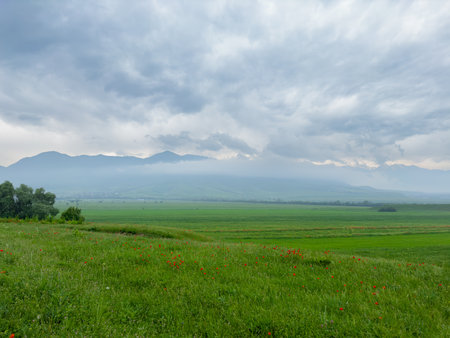 Green grass on a field in spring. Beautiful landscape.の写真素材