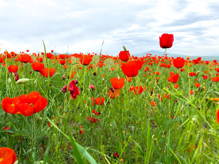 Beautiful flowers of red poppies in the mountains.の写真素材