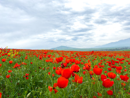 Poppy field in the mountains against a dramatic sky. Kyrgyzstan.の写真素材
