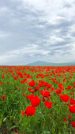 Beautiful flowers of red poppies in the mountains.の写真素材