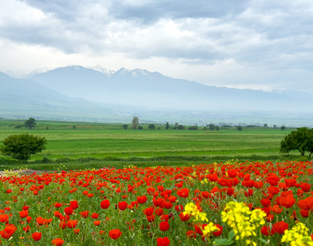 Beautiful flowers of red poppies in the mountains.の写真素材