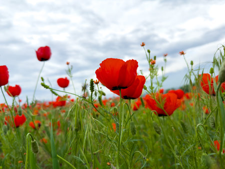 Poppy field in the mountains against a dramatic sky. Kyrgyzstan.の写真素材