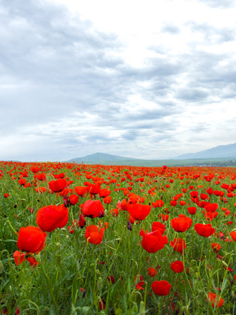 Beautiful flowers of red poppies in the mountains.の写真素材