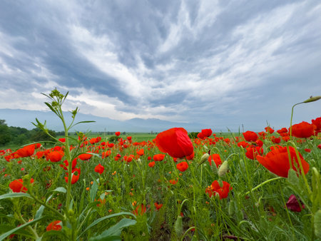 Poppy field in the mountains against a dramatic sky. Kyrgyzstan.の写真素材