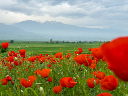 Beautiful flowers of red poppies in the mountains.の写真素材
